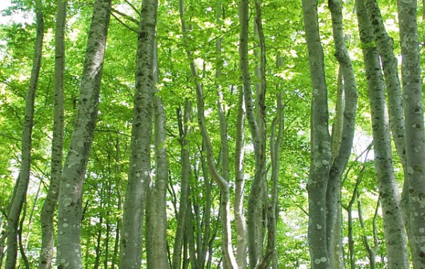 深道のブナ林