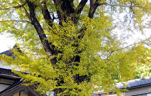 尊光寺の大イチョウ