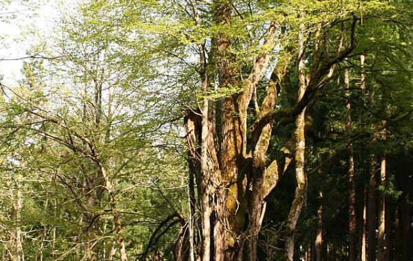 高清水のカツラ