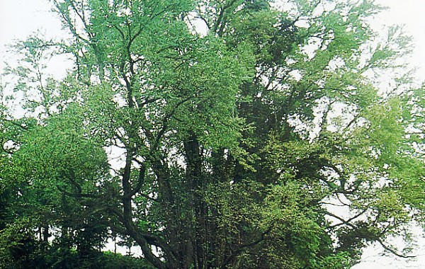 今山田の大カツラ