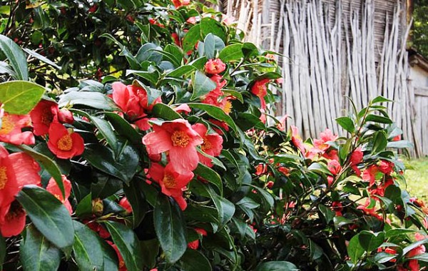 今山田のユキツバキ